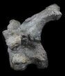Stegosaurus Cervical Vertebra On Stand - Colorado #36086-5